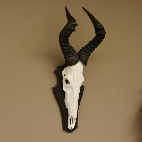 Hartebeest - , caama)