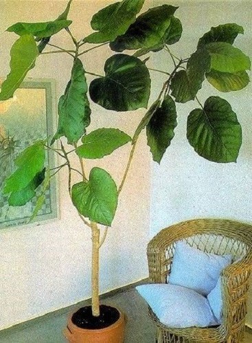 Ficus auriculata pflanze für - ficus,