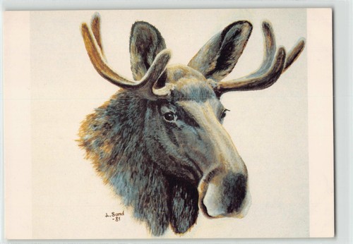 Postkarte elch älgtjur - elch, i