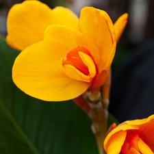 Canna Rhizom Sommerblume