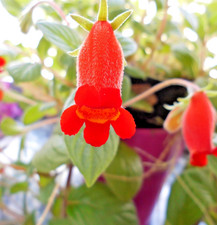 Seemannia sylvatica, je fünf