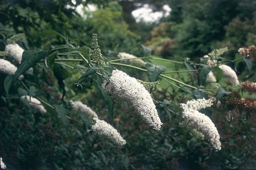 Weißer sommerflieder - weißer,