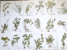 Herbarium 25 Pflanzen mit