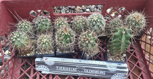 Stück echinocereus - 5,