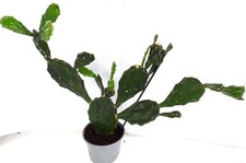 Opuntia jamaicensis - opuntia,