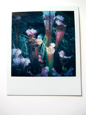 N. ARAKI: ORIGINAL POLAROID "KARNIVOREN" HANDSIGNIERT MIT ZERTIFIKAT RAR!