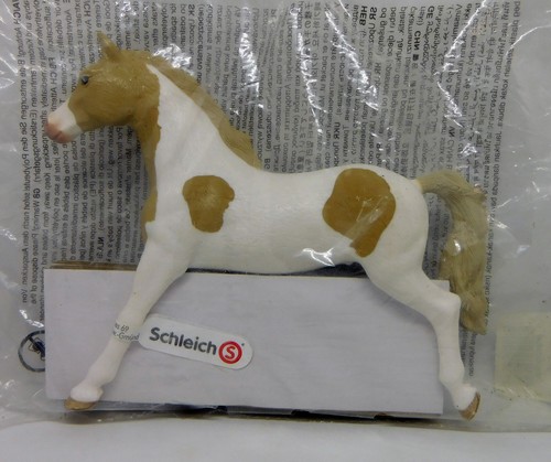 Paint horse stute - paint,
