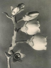 1929 Karl Blossfeldt Druck -