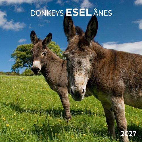 Esel donkeys 2027 kalender - esel, /