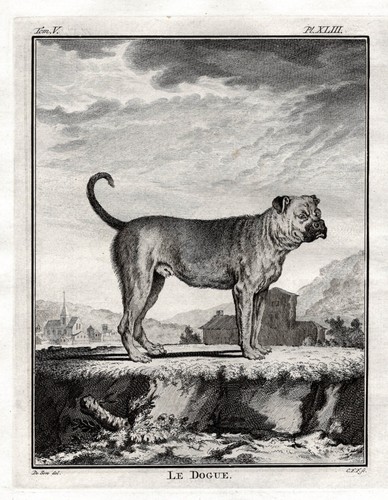 Mastiff hund chien - dogge, boxer