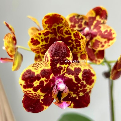 Taiwan orchidee phalaenopsis - taiwan,