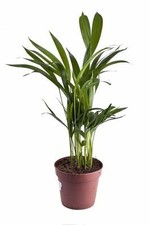 SAMEN Palmensamen Topfpflanze Zimmerpflanze Gewächshaus Wintergarten BERGPALME