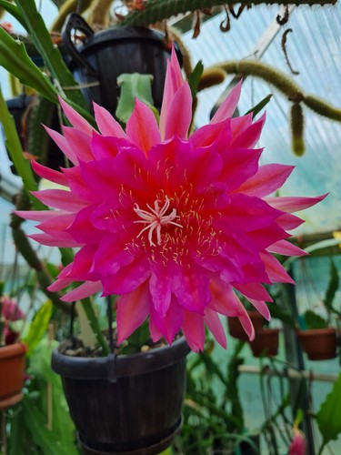 Epiphyllum blattkakteen - epiphyllum,