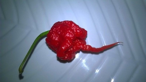 Weltrekord chili reaper - reaper, ür