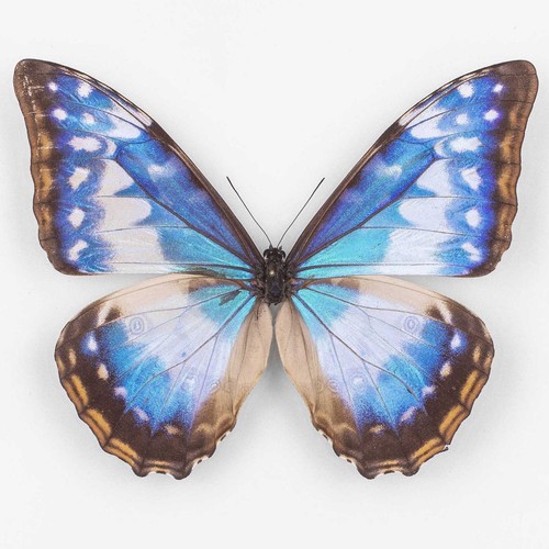 Morpho cypris f cyanites - cypris, f.cyanites