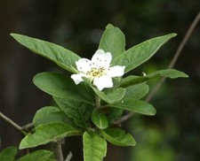 Mespilus germanica - Mispel |