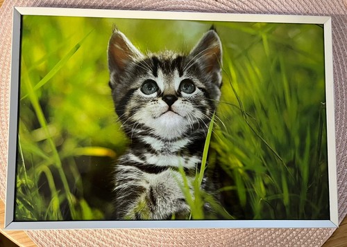 Katzen bild mit - mit, im