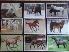 Pferdepostkarte AK Postkarte