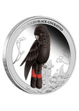 2013 Red-Tailed Black Cockatoo