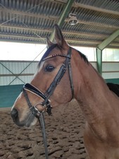 Trense Cob/VB beige unterlegt