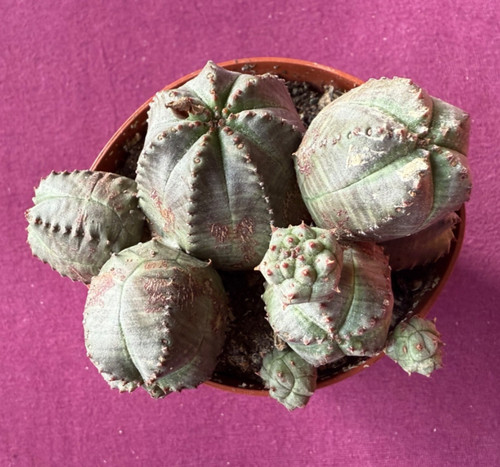 Euphorbia globosa