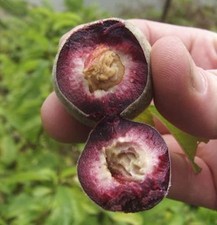 Pfirsich roter - pfirsich,
