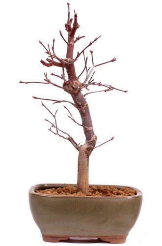 Bonsai acer palmatum - bonsai,