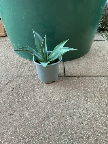 Agave americana schöne - agave, americana,