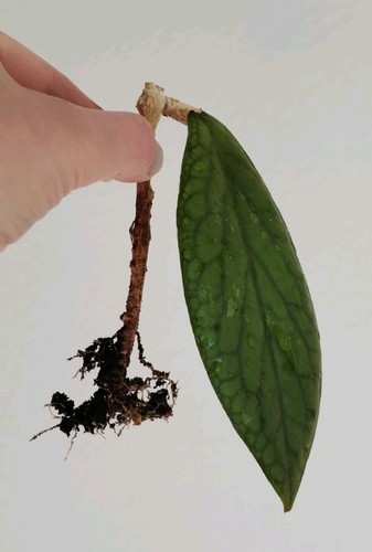Hoya vitellinoides bewurzelter - hoya,