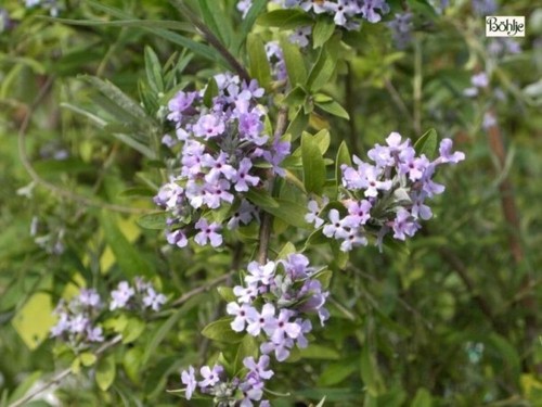 Buddleja alternifolia - ,
