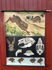 Schulwandkarte Hase Feldhase