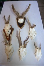 Konvolut 4 St abnorme Böcke