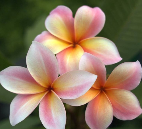 Frangipani plumeria mardi - -,