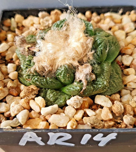 Ariocarpus auf eigenen - , wurzeln