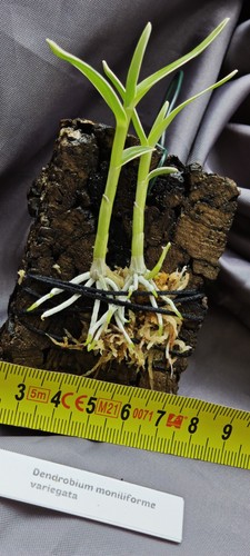 Dendrobium moniliforme