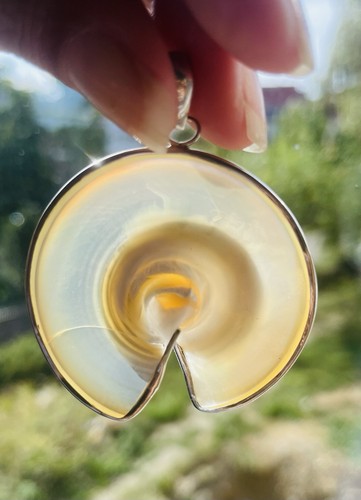 Nautilus schnecke 6 cm - 6,