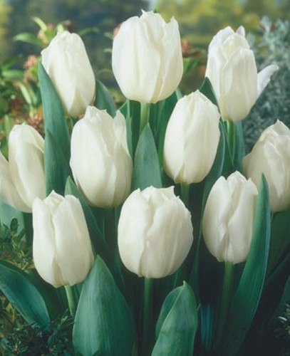 Tulpenzwiebeln white - 20,
