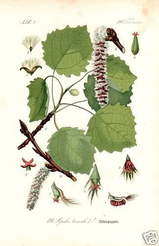 Zitter pappel populus - zitter-,