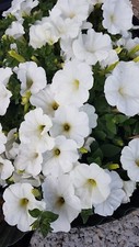Petunien * Nr.5 * Petunia * 50  Blumensamen * handverlesen