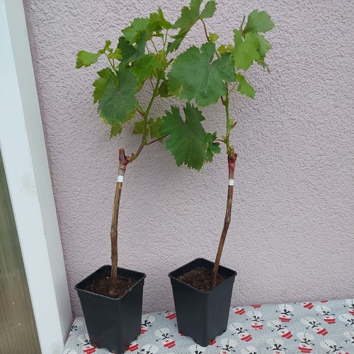 Weinreben tafeltrauben neue - weinreben,