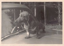 Dackel Foto Oldtimer Auto