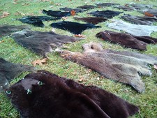 10x Nutria Felle Bisam