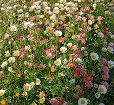 Spanisches Gänseblümchen