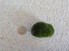 Aquarium Pflanze Mooskugel L 4-7cm Aquariumpflanze Algen Reinigung