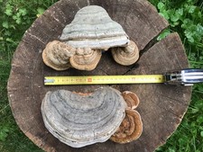 2x NATUR PUR! Baumpilze Zunderschwamm Pilz Wald Baum basteln Birke Deko