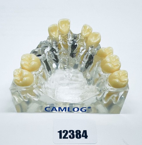 Camlog demomodell schaumodell - camlog,