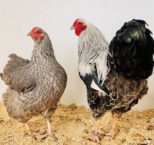 Bruteier - Große Wyandotten -