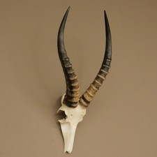 Blessbock (Damaliscus