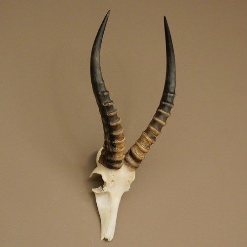 Blessbock damaliscus - blessbock, (damaliscus