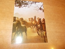 AK DÜLMENER WILDPFERDE / WILD LEBENDE PFERDE / NF